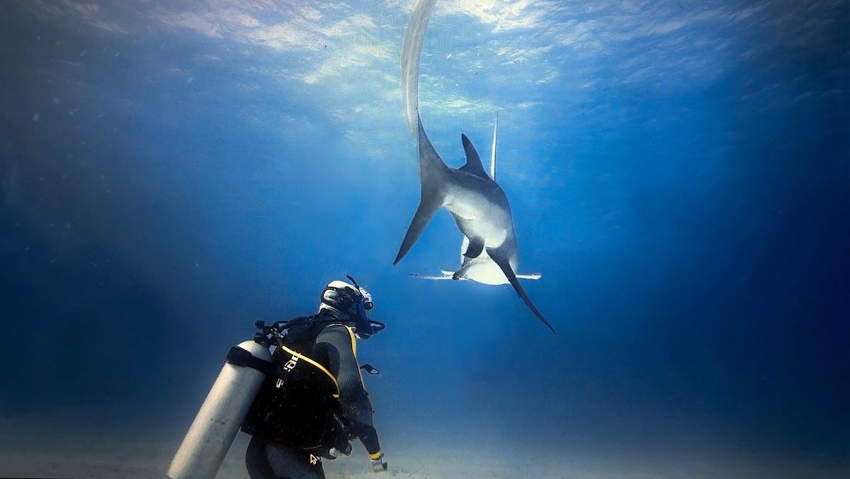 Мужчина пережил нападение акулы, но стал защитником акул - история Пола де Гельдера - Gentleman Мужчина пережил нападение акулы, но стал защитником акул - история Пола де Гельдера - Gentleman